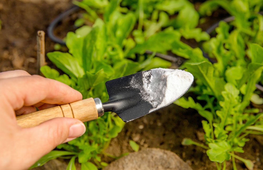 Natron im Garten anwenden – 11 clevere Tipps