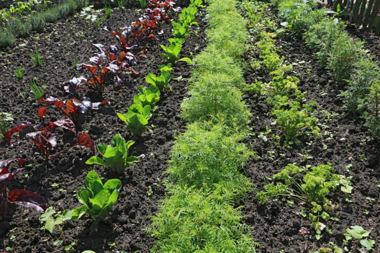 Mischkultur Beet anlegen: Tipps zur passenden Gemüsesorten