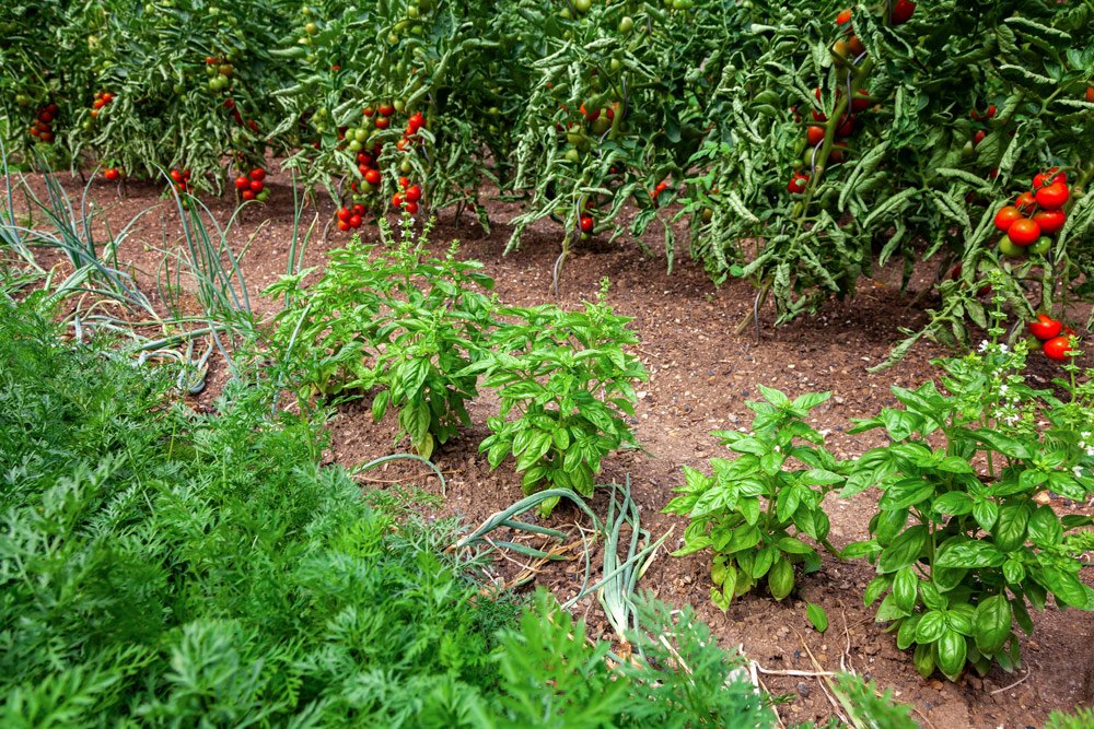 Tomaten und Basilikum im Garten Mischkultur: Tomate und Basilikum