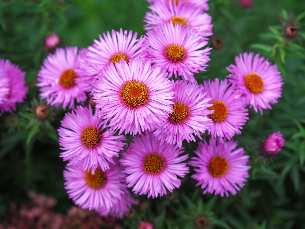 Raublatt-Aster Harrington´s Pink