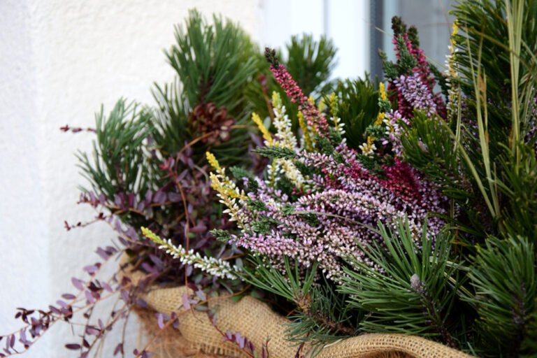 Balkonpflanzen winterhart: 13 Pflanzen für einen Farbtupfer auf dem winterlichen Balkon