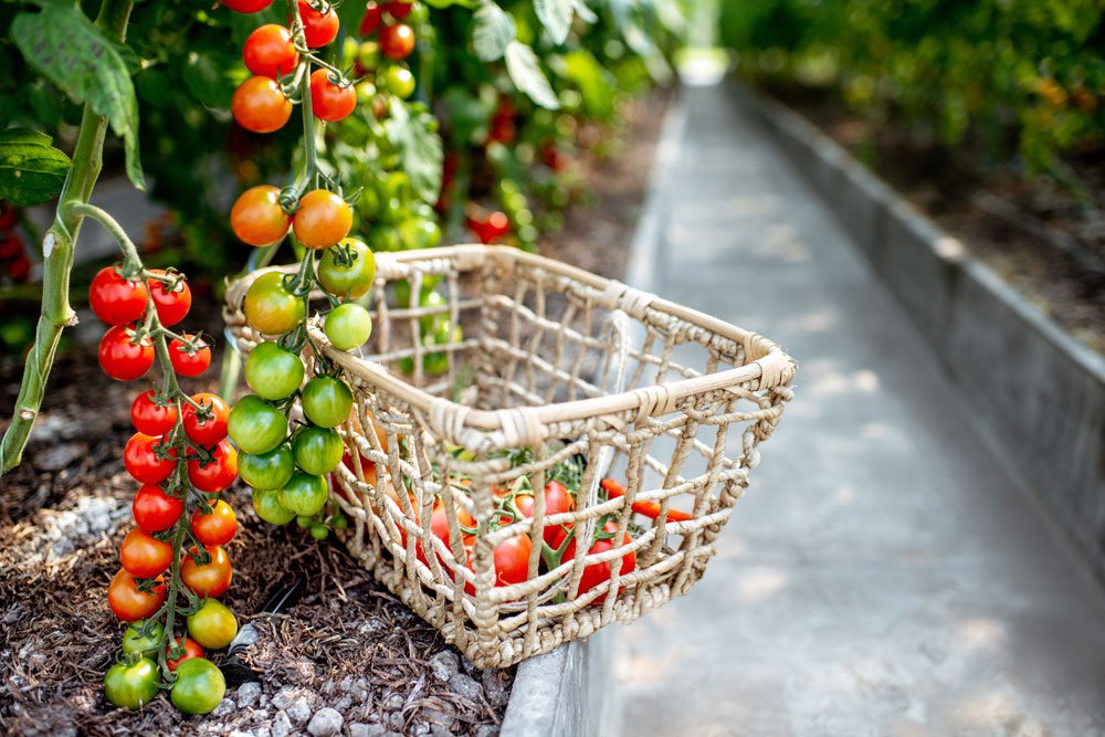 Cocktailtomate ‚Zuckertraube‘