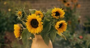 Sonnenblumen in der Vase: Haltbarkeit