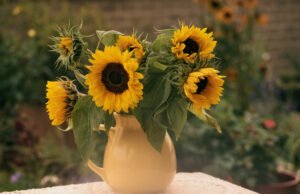 Sonnenblumen in der Vase: Haltbarkeit