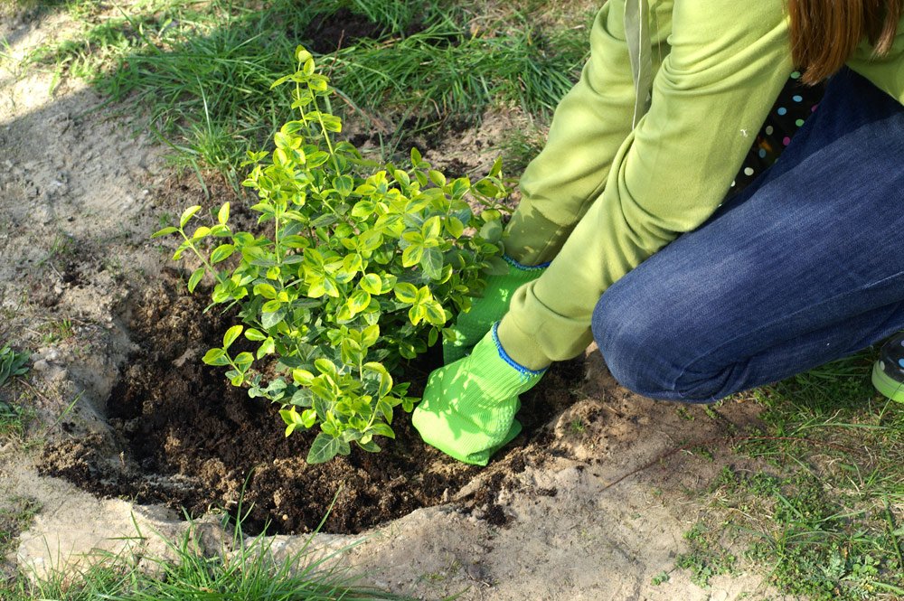 Vogelschutzhecke anlegen