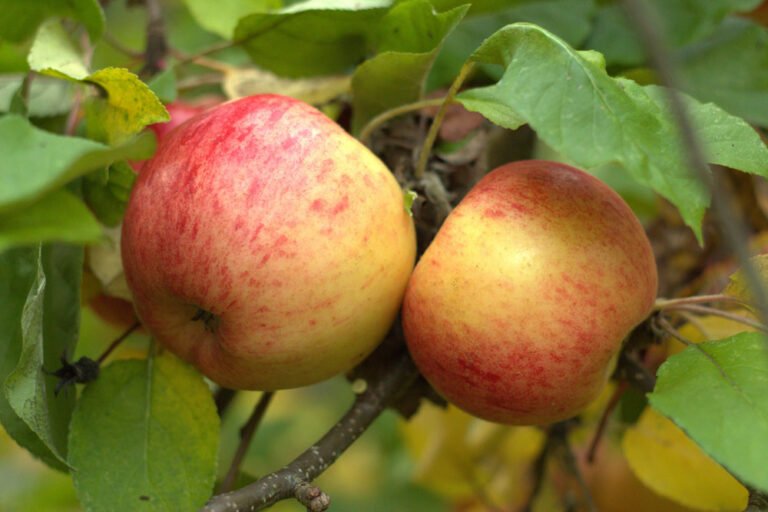 Apfel Topaz – Tipps zur Reife, Erntezeit und Lagerung