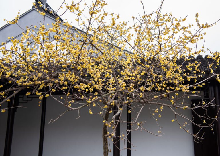 Die Zusammenfassung unserer favoritisierten Chinesischer glücksbaum
