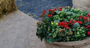 Kalanchoe