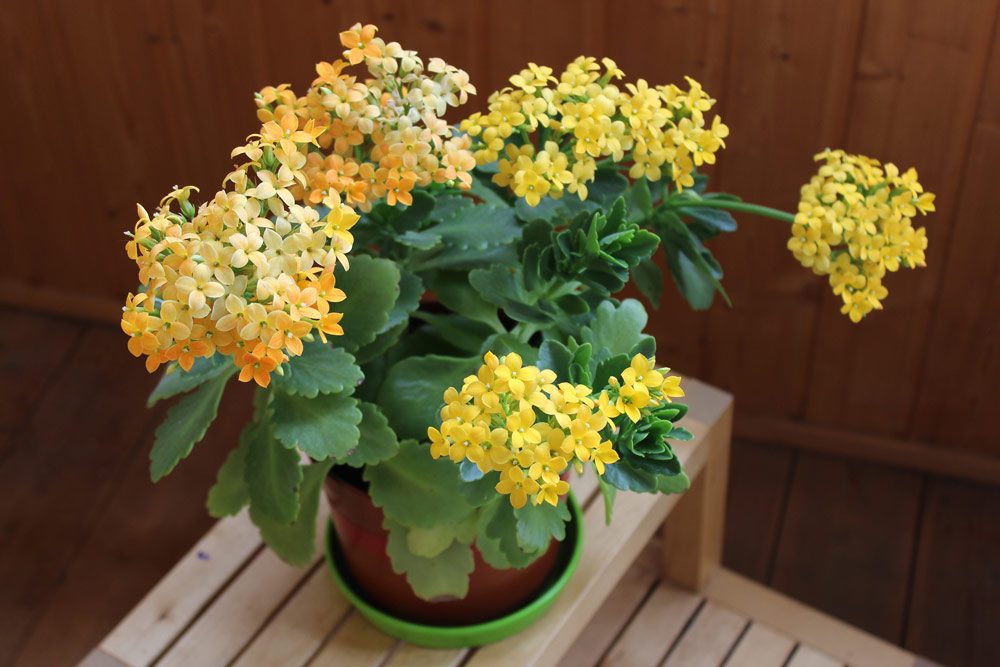 Kalanchoe pflegen