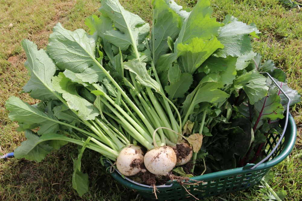 frisch geerntete Mairübchen Mairübchen ernsten