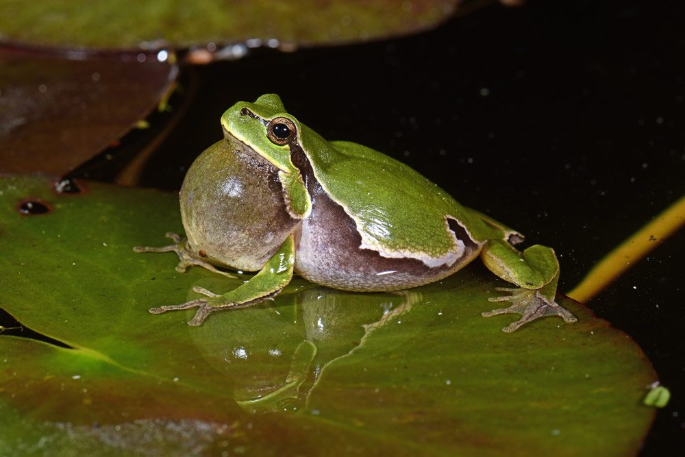nachtaktive Amphibien im Garten