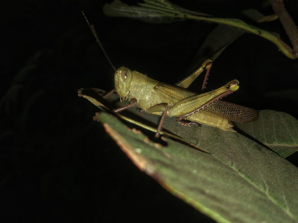 nachtaktive Insekten im Garten