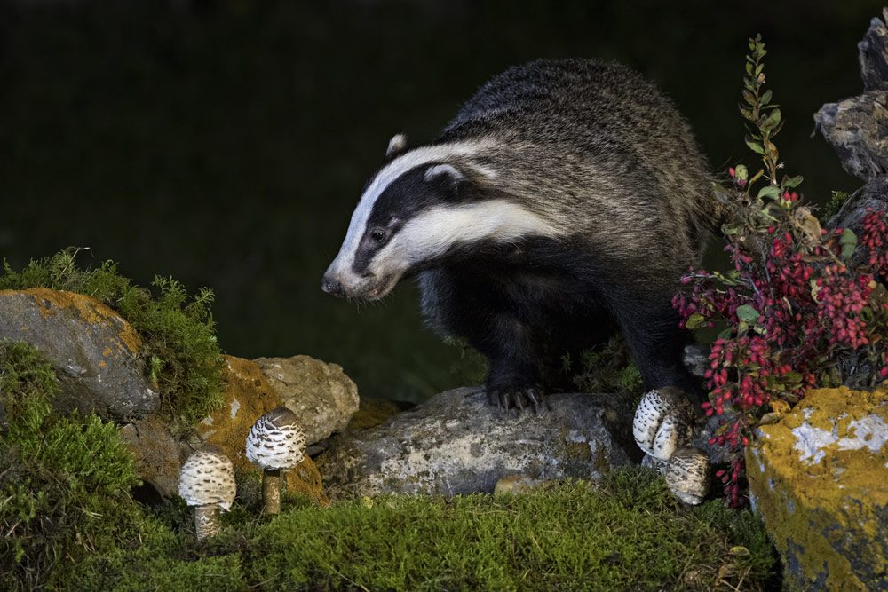 nachtaktive Säugetiere im Garten