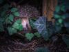nachtaktive Tiere im Garten