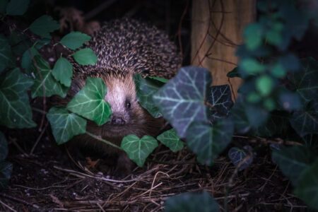 Nachtaktive Tiere im Garten: Was treibt sich nachts so alles bei Ihnen herum?