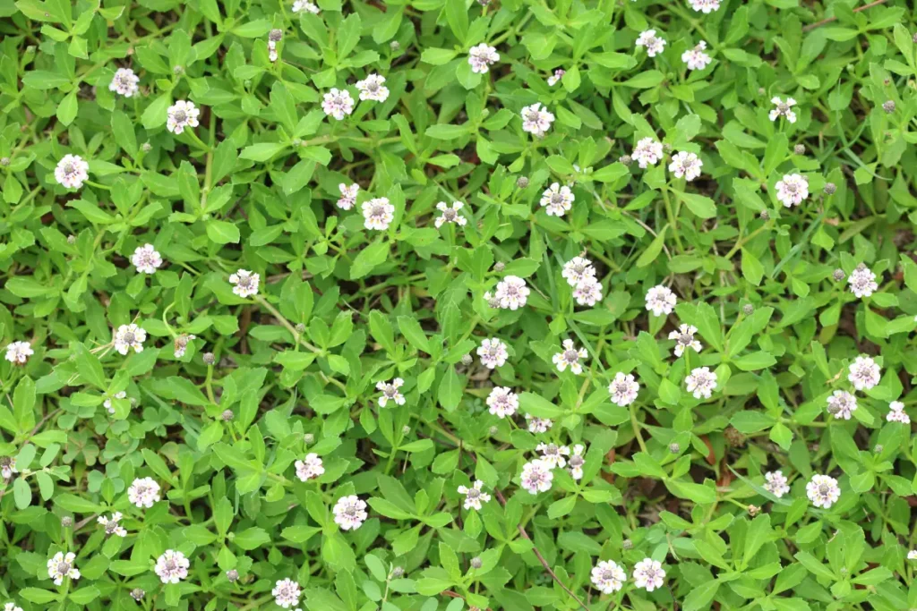 12 begehbare Bodendecker statt Rasen.