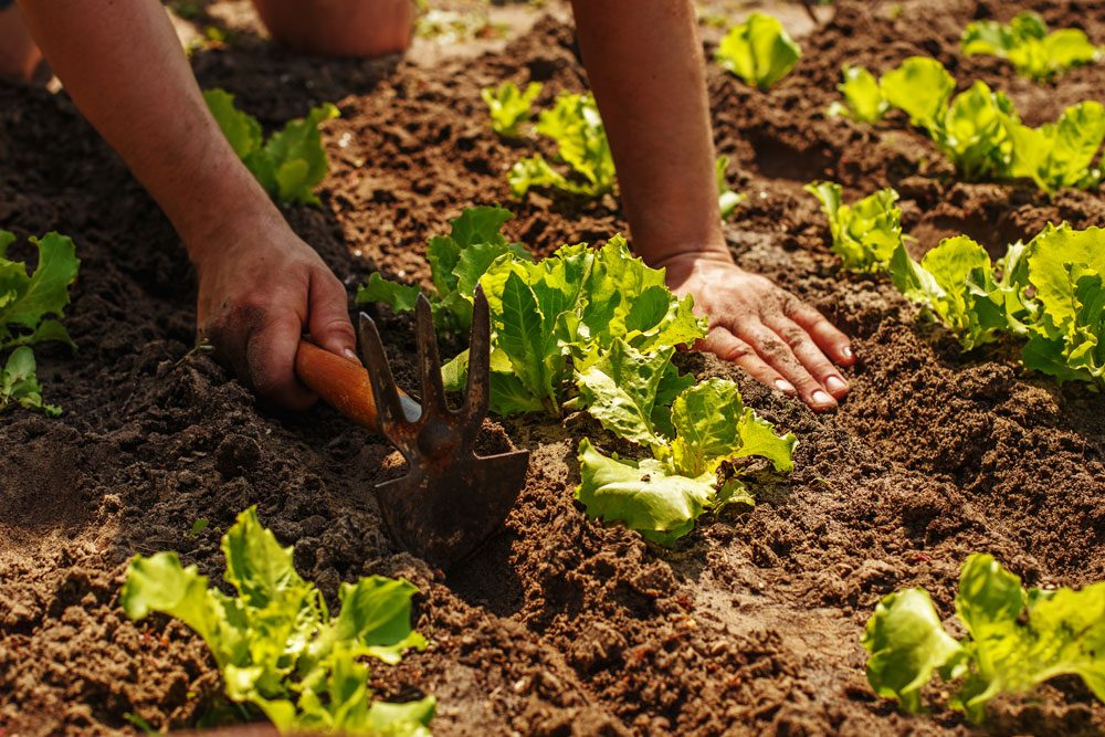 Anbau von Eisbergsalat Eisbergsalat im Gartenbeet