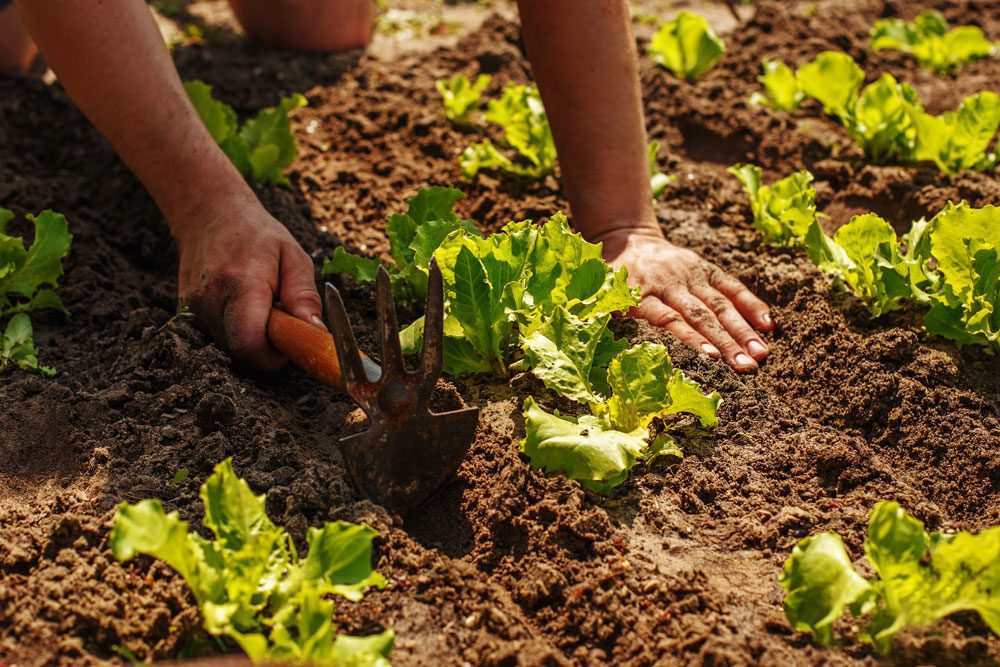 Eisbergsalat im Gartenbeet