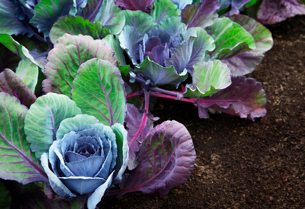 Rotkohl im Beet Rotkohl