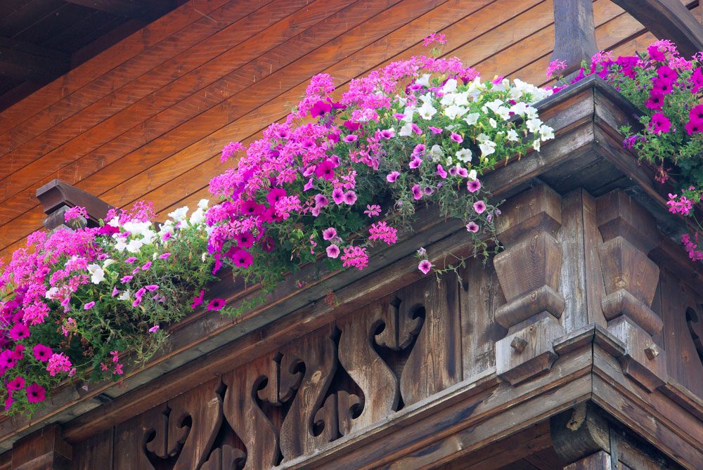 Balkonblumen Petunien