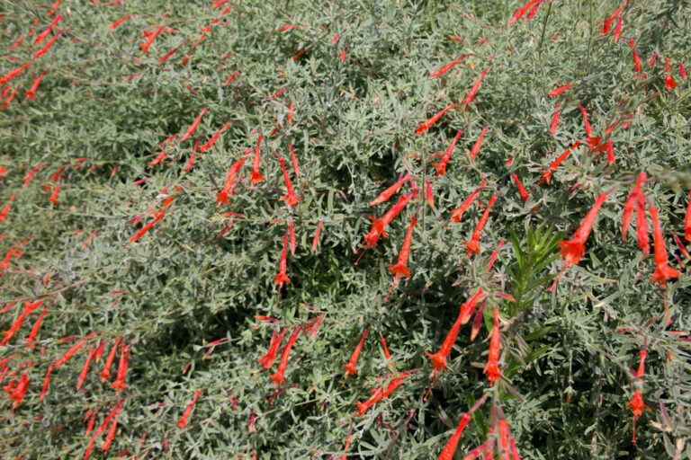 Kalifornisches Weidenröschen – Kolibritrompete pflanzen und pflegen