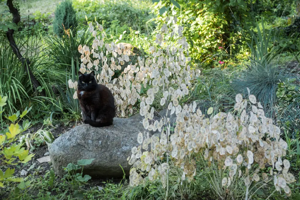 Foto vom Silberblatt im schattigen Garten.