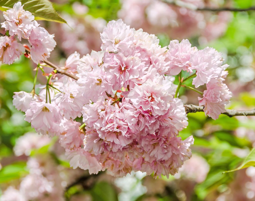 Japanische Zierkirsche Blütezeit