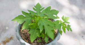 Junge Papayapflanze