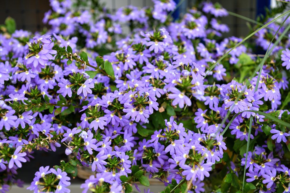 Blaue Fächerblume in voller Blüte Scaevola aemula