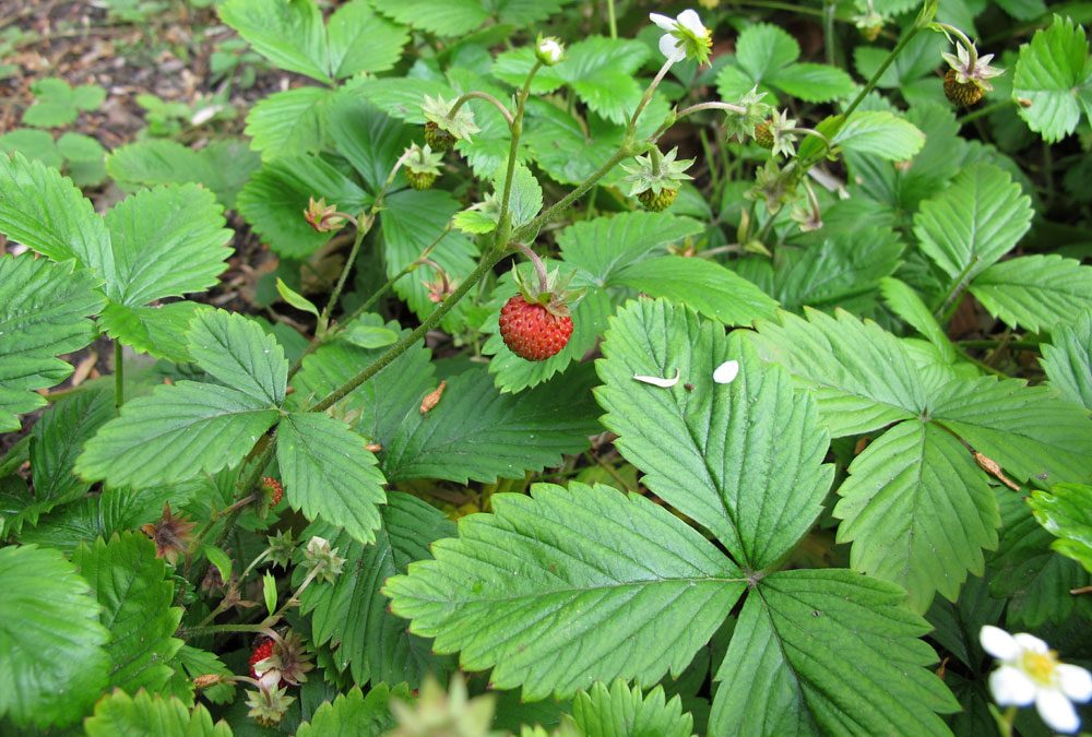 Wald-Erdbeere