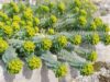 Acerola pflanze - Unser Testsieger 