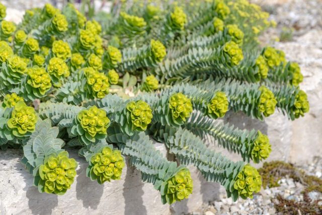 Garten Wolfsmilch Unkraut
