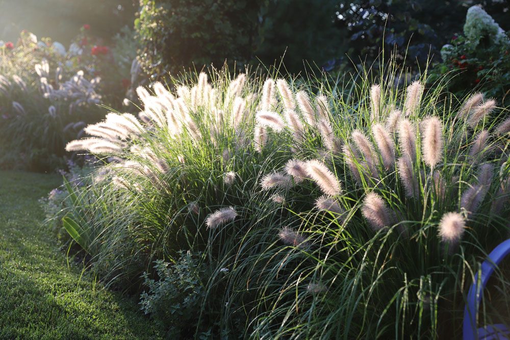 Lampenputzergras im Garten.