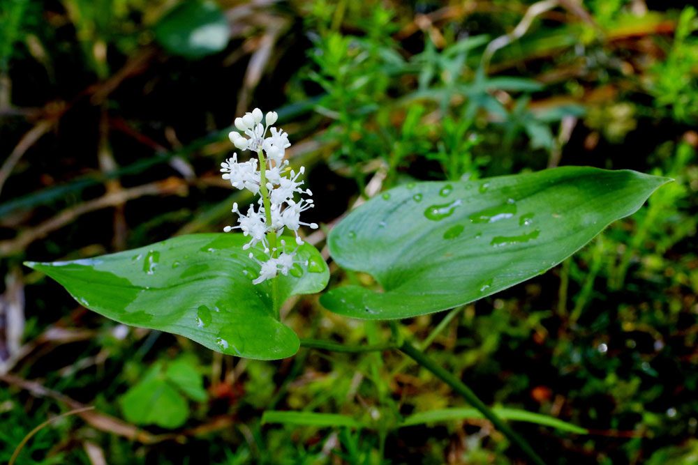 Zweiblättrige Schattenblume