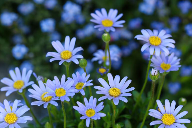 Blaue Kapaster – Porträt und Pflegetipps zu dieser schönen Pflanze