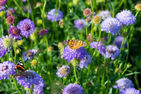Tauben-Skabiose – bienenfreundliche Staude mit toller Blüte Tauben-Skabiose - bienenfreundliche Staude mit toller Blüte