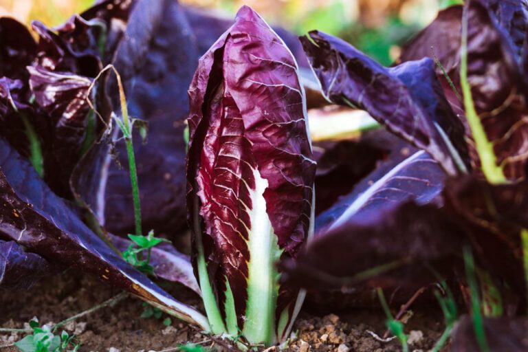 Radicchio – Anbau, Pflege und Ernte des gesunden Salates