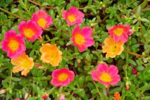 Portulakröschen