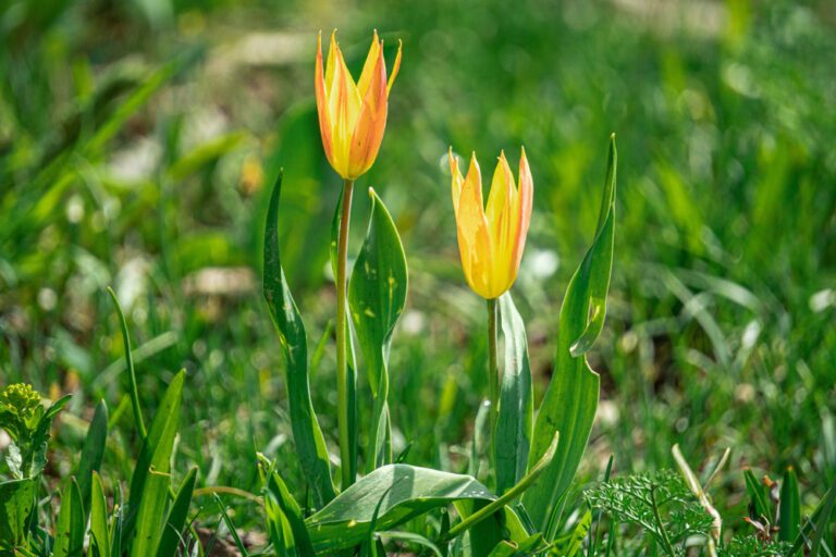 Wilde Tulpe – exotischer Frühjahrsblüher im heimischen Garten