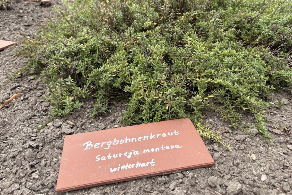 Bergbohnenkraut pflanzen, pflegen und vermehren Bergbohnenkraut pflanzen