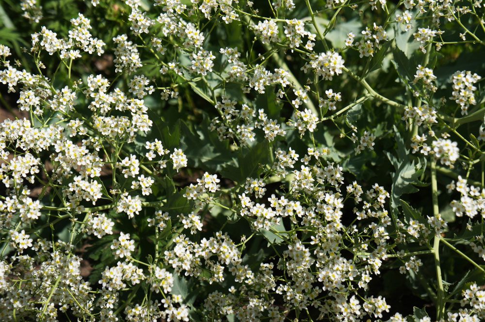 Herzblättriger Blütenkohl