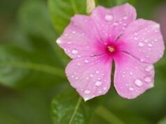 Rosa Blüte von Madagaskar Immergrün