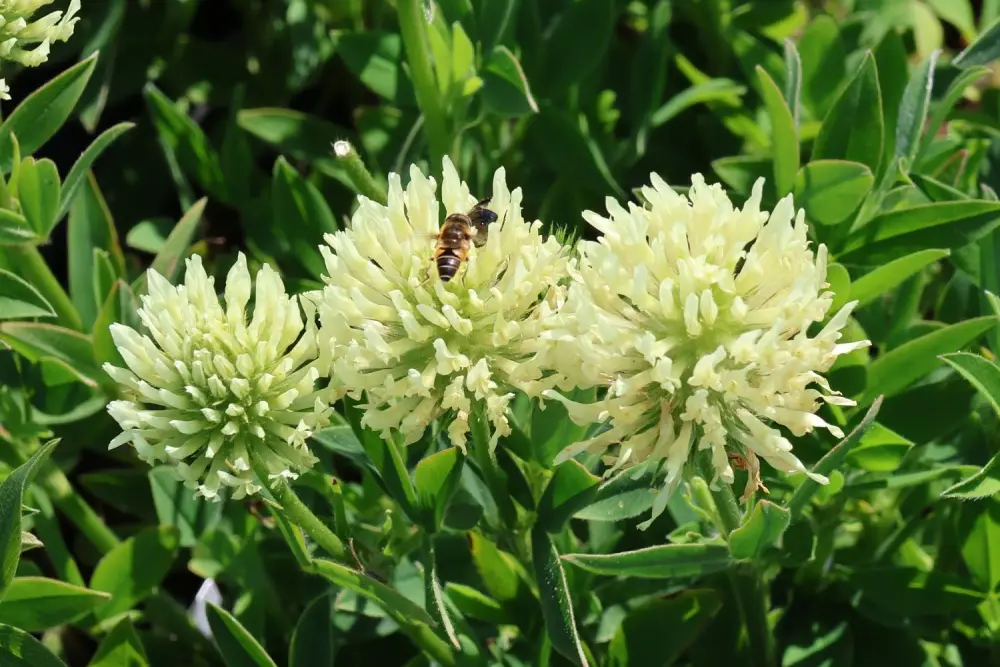Trifolium ochroleucon