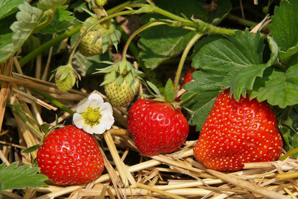 Erdbeeren schützen Stroh