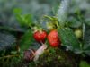 Erdbeeren vor Schnecken schützen