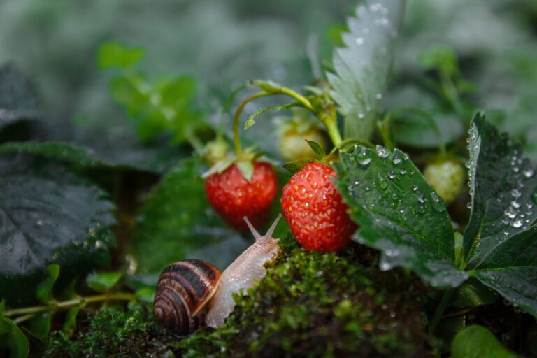 Erdbeeren vor Schnecken schützen