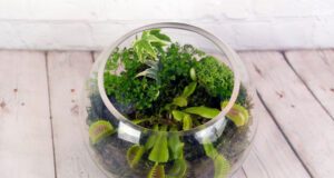 Fleischfressende Pflanzen im Glas