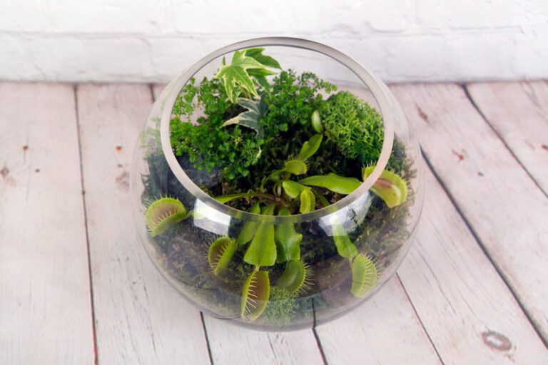 Fleischfressende Pflanzen im Glas – Anleitung & Tipps für einen Flaschengarten