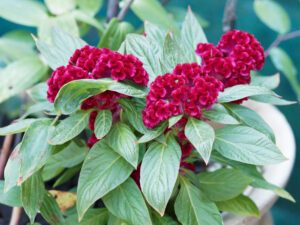 Hahnenkamm – So pflanzen und pflegen Sie Celosia cristata Hahnenkamm (Celosia cristata)
