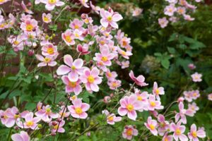 Herbst-Anemone